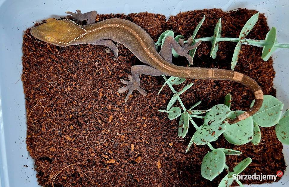 Gekon paskowany gekonki