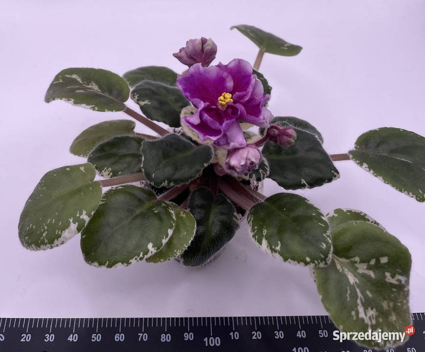 Fiołek afrykański kwitnąca sadzonka Jędrzejów