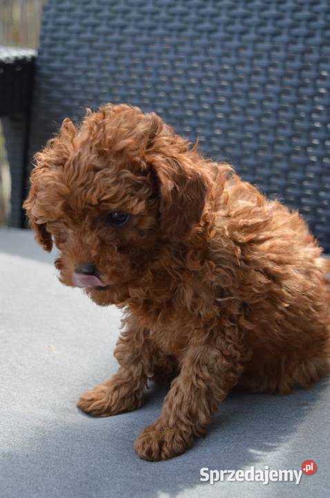Pudel miniatura red suczkapiesek łódzkie Zgierz