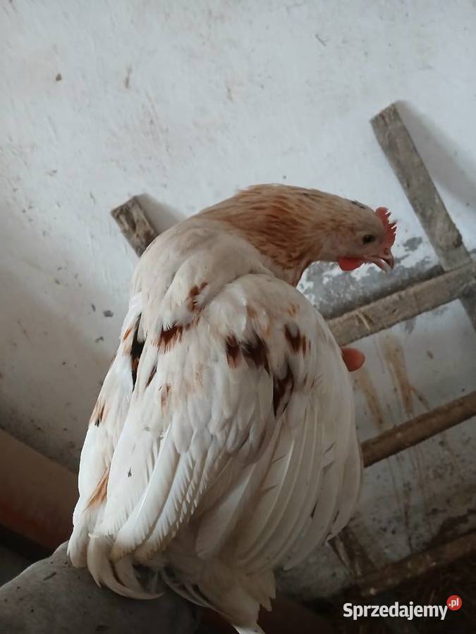 Koguty kury piskleta rolnika śląskie Myszków sprzedam