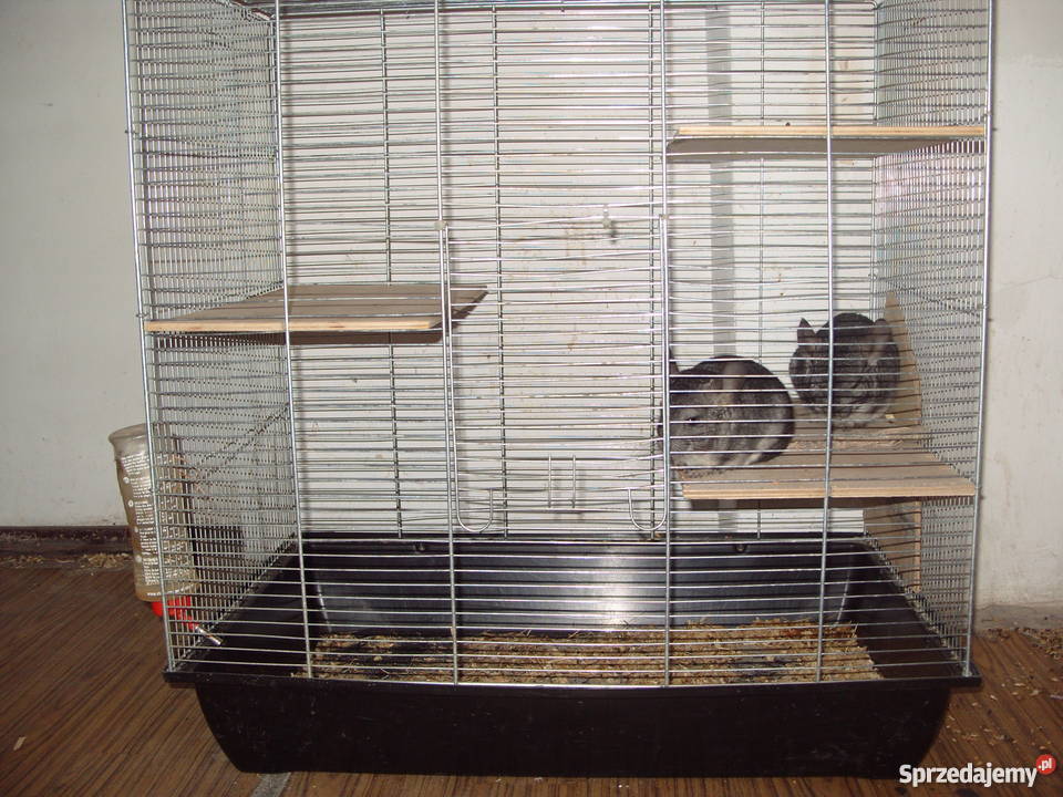 Sprzedam zamienię parę szynszyli z klatką i Nowe Podole sprzedam