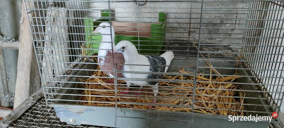 Samce slonskie tarczowe Tokarówka