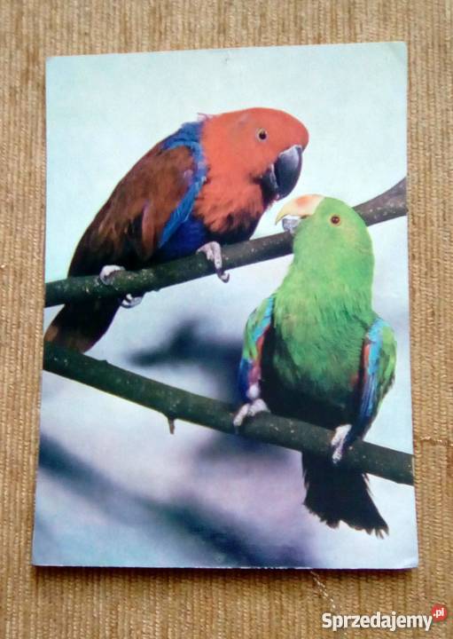 BARWNICA ZWYCZAJNA PTAK Z RODZINY PAPUG Antyki, Sztuka, Kolekcje Piszczac