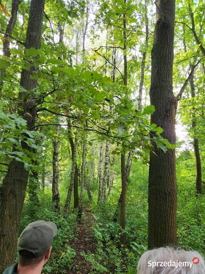 Do wycinki brzozy dęby ok 60 Radom