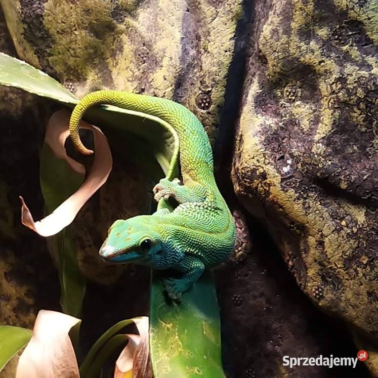 Felsuma Madagaskarska Gady i płazy Podkowa Leśna