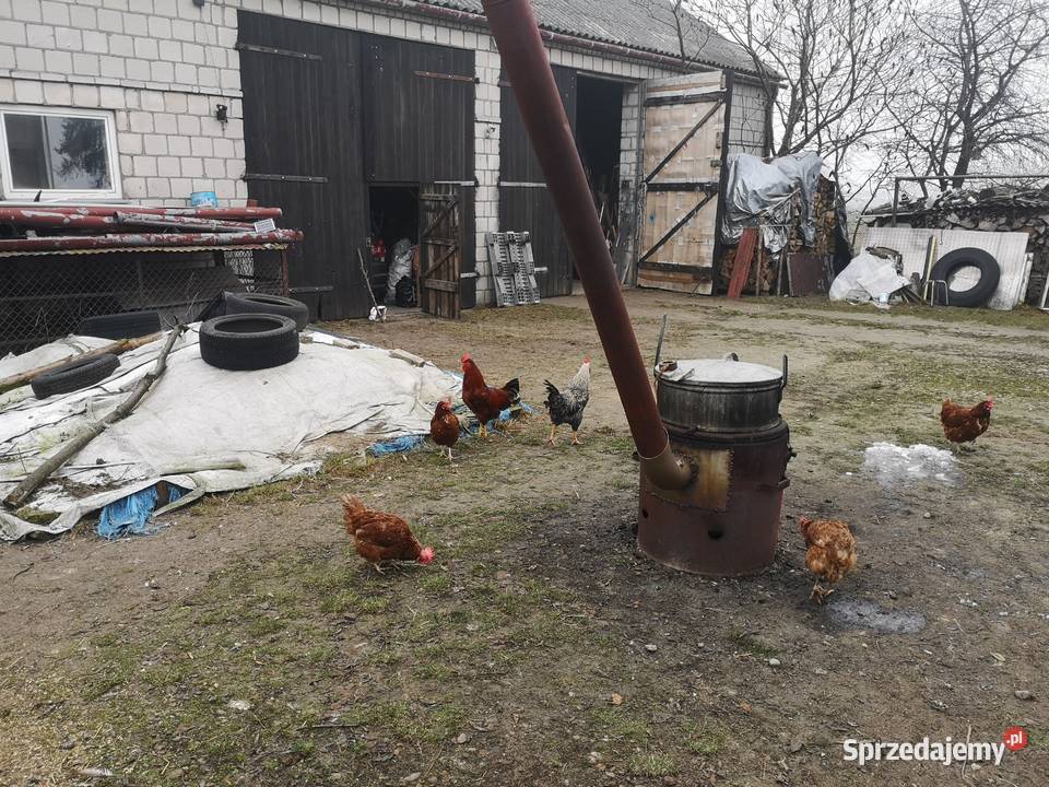 Jajka wiejskie Wilczogóra