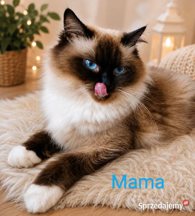 Piękna dziewczynka Ragdoll gotowa do odbioru Łódź