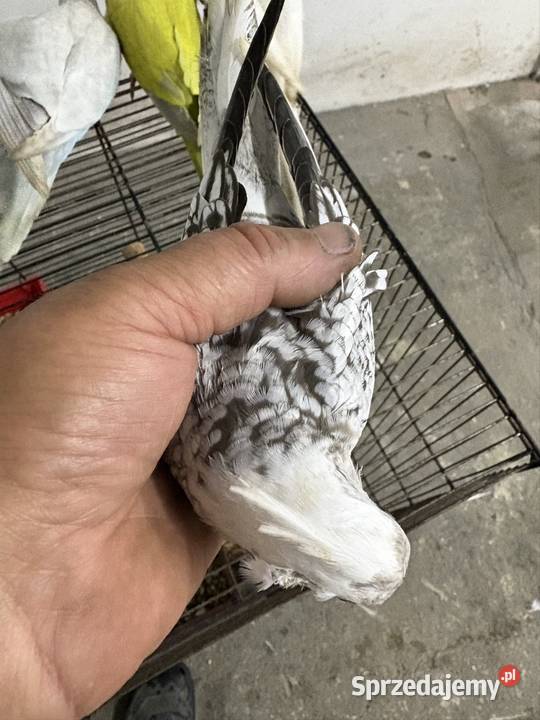 Papugi nimfa pomorskie Malbork