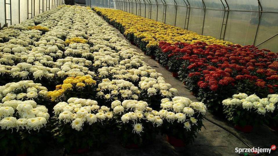 Chryzantemy szlachetne sterowane świętokrzyskie Zawichost