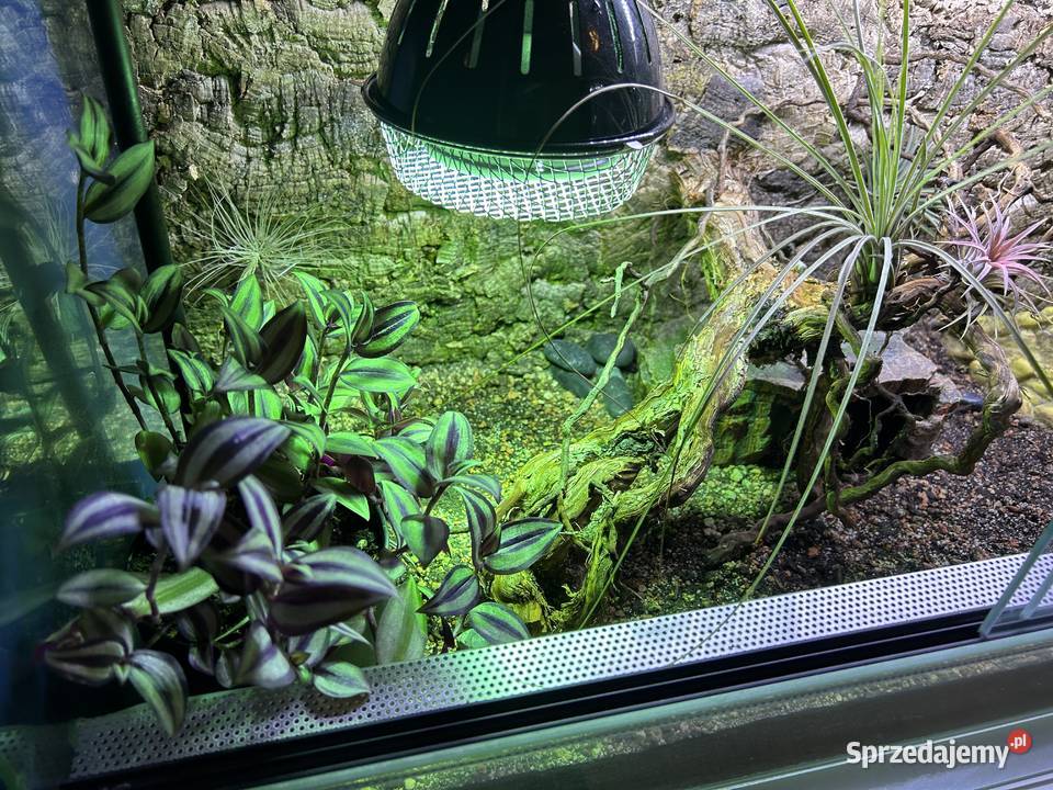 TERRARIUM ŻÓŁWIA AGAMY dolnośląskie Sobótka sprzedam