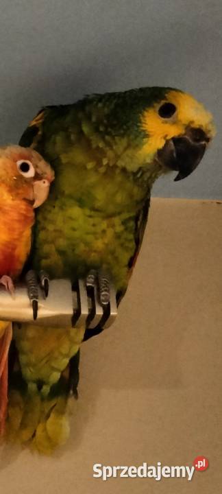 Papuga Amazonka Niebieskoczelna ręcznie Bielsko-Biała