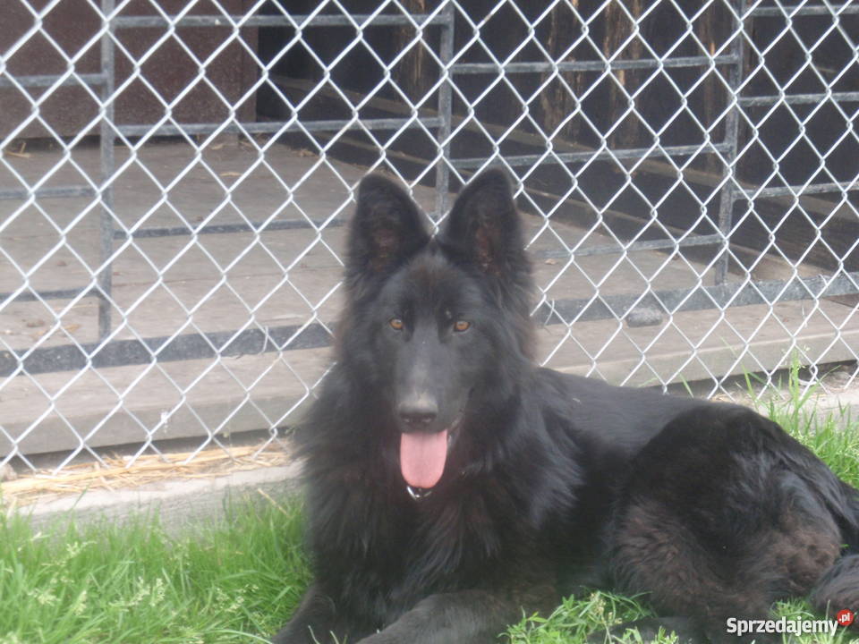 Owczarek Niemiecki Długowłosy Suka cała czarna lubelskie Łęczna