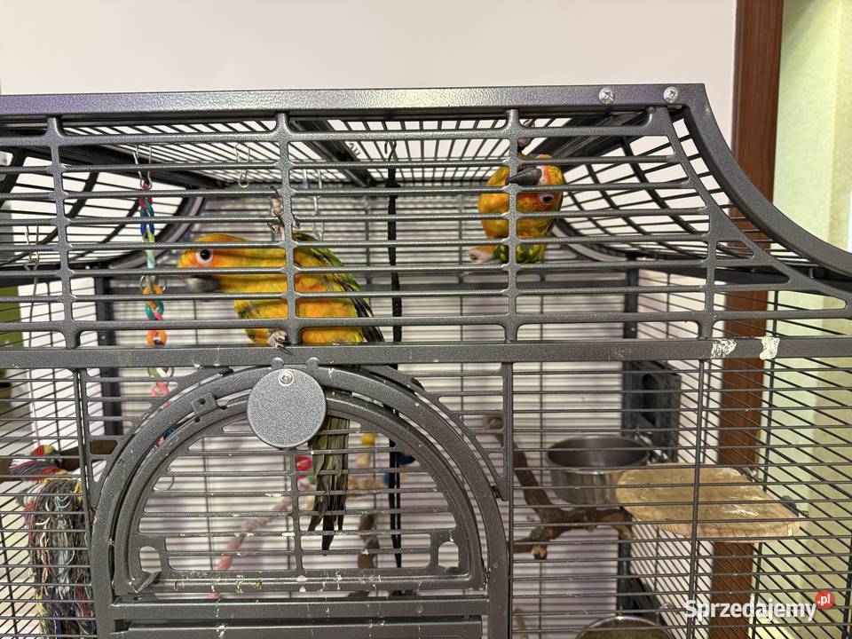 Konury słoneczne para samiec samica Ptaki Warszawa