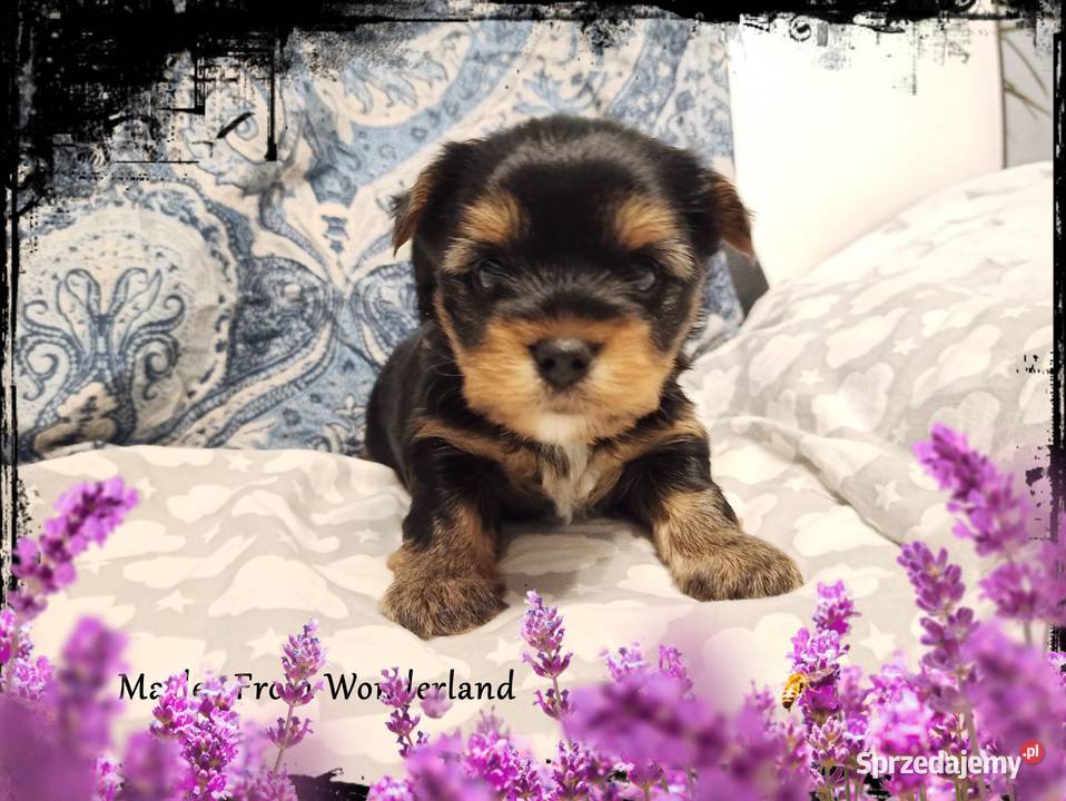 Marley YORK Black And Tan Piękny piesek Rodowód Wrocław