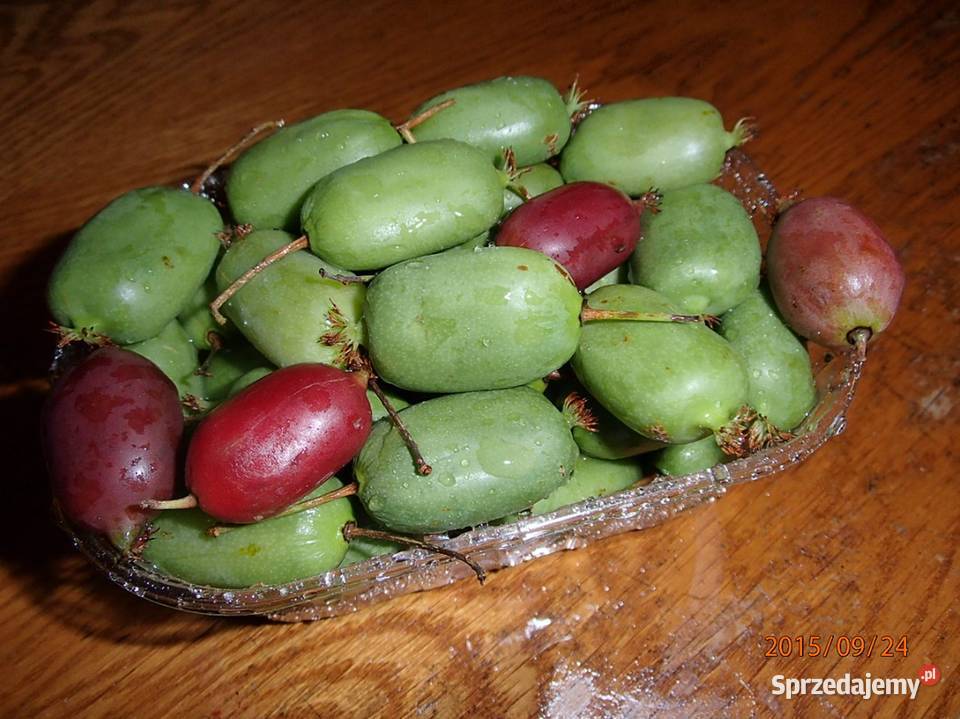 Kiwi Isai samopylne aktinidia ostrolistna grunt Łódź