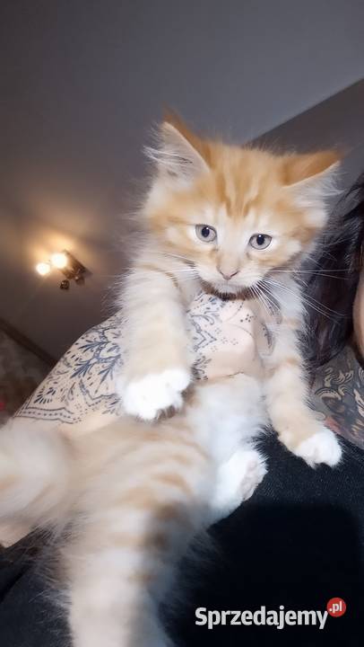 Kocięta Maine coon Częstochowa