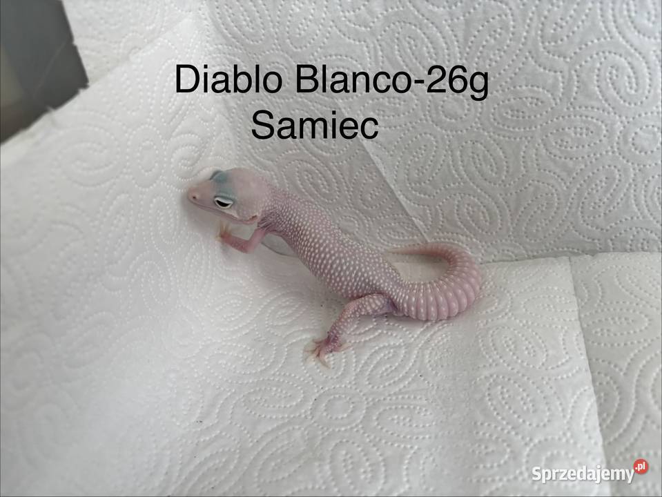 EublefarGekon lamparci
