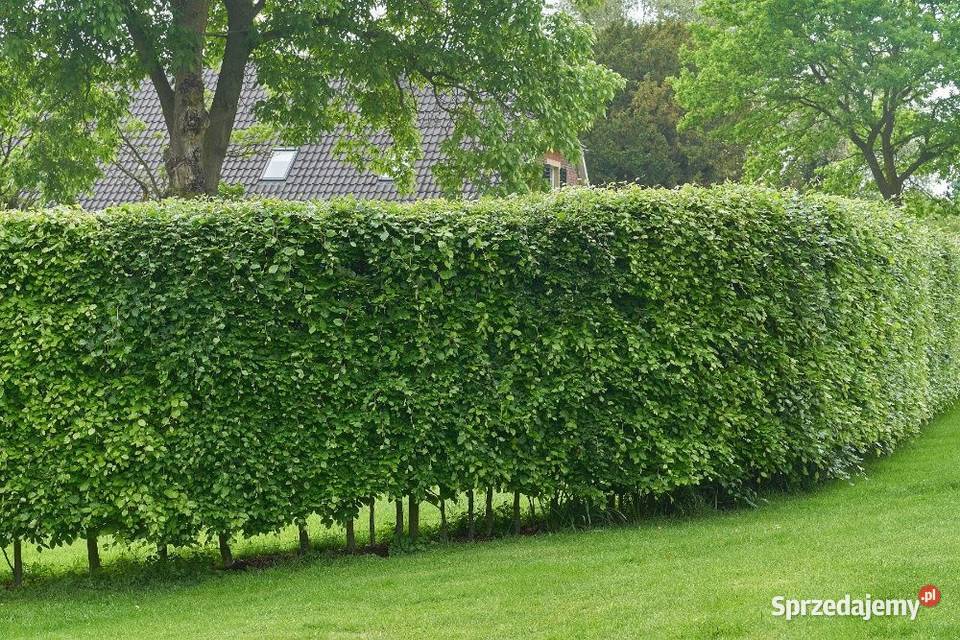 Grab pospolity Carpinus betulus na żywopłot 5070