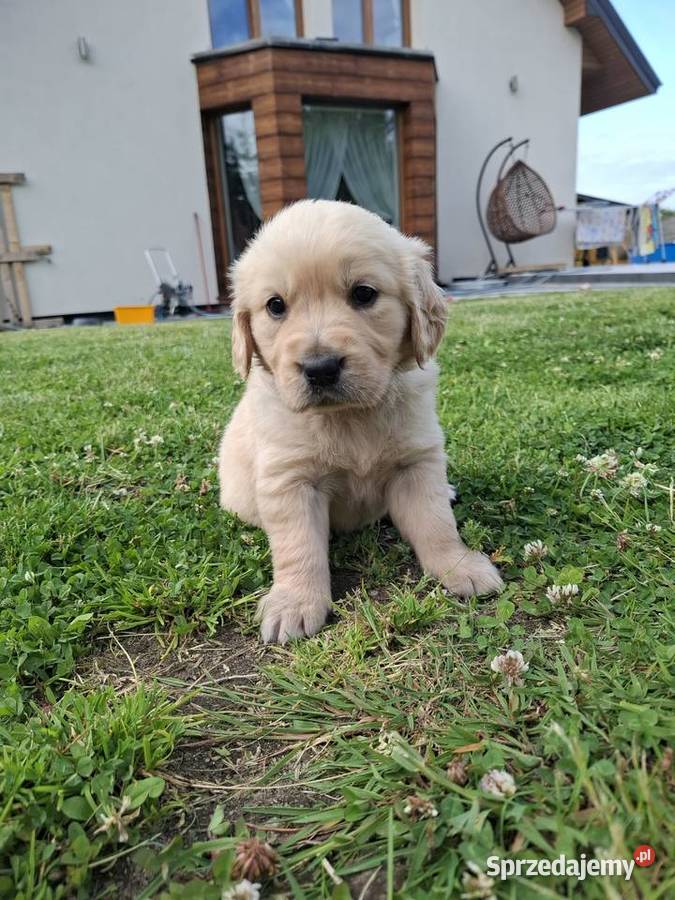 Golden retriever Wejherowo