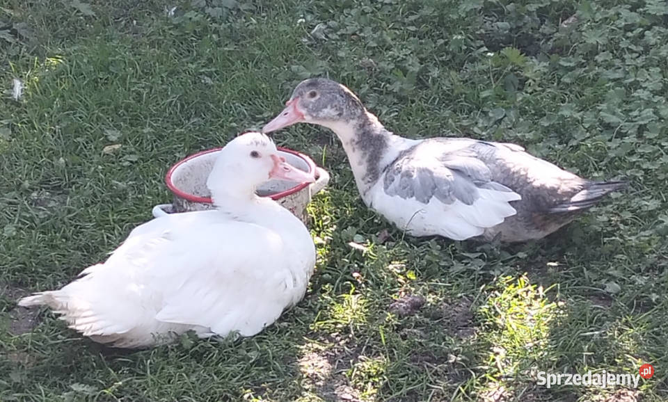 Kaczki francuskie Okręglica