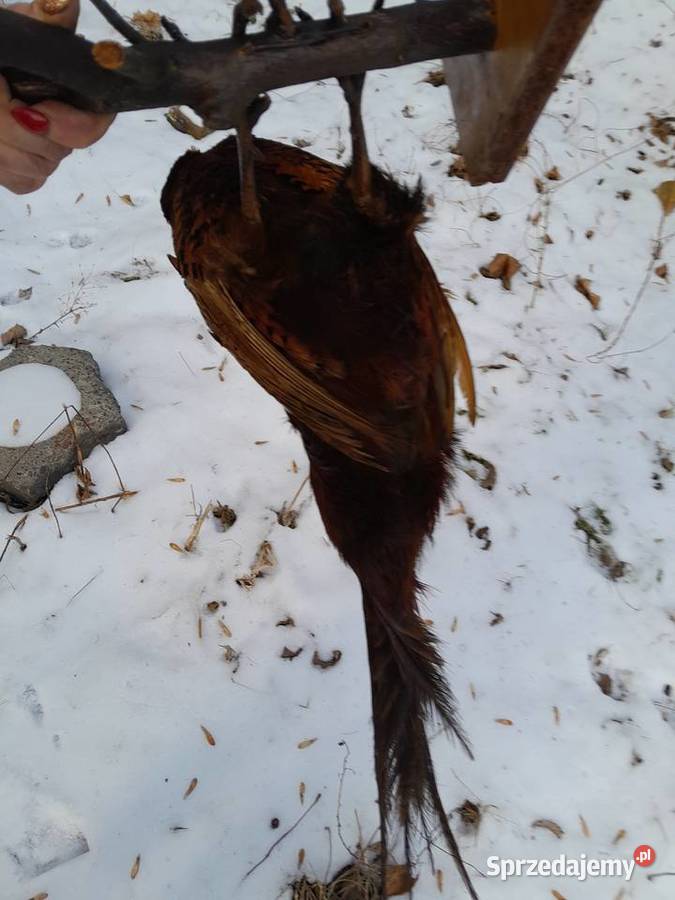 bazant lowny vintage prl wypchany Sosnowiec