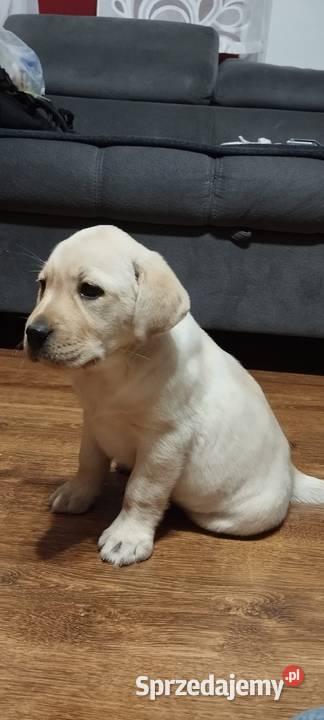 Pieski Labradory Retriever Biszkoptowe Tarnów sprzedam