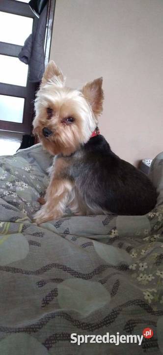 Yorki z rodowodem już do odbioru Września