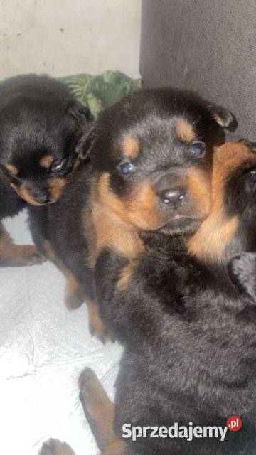 Rottwailer szczeniaczki Łękawica sprzedam