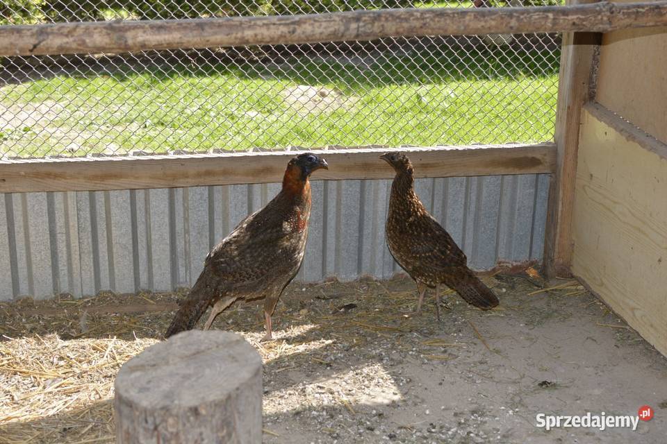 Bażanty tragopany satyry Rzeszów sprzedam