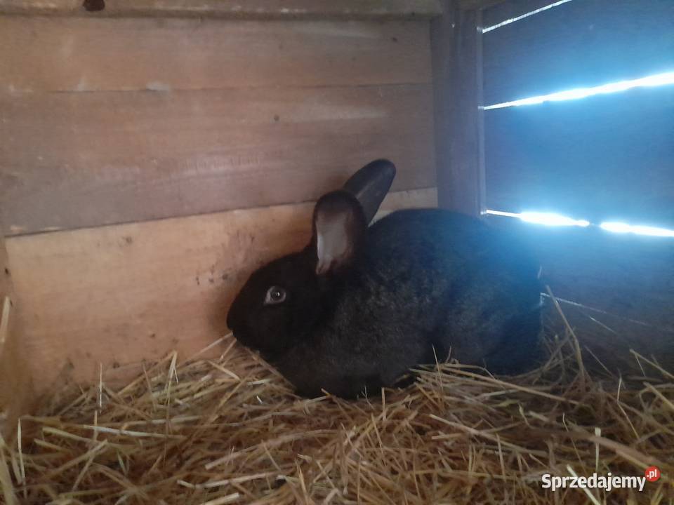 sprzedam królika samca małopolskie Radlna