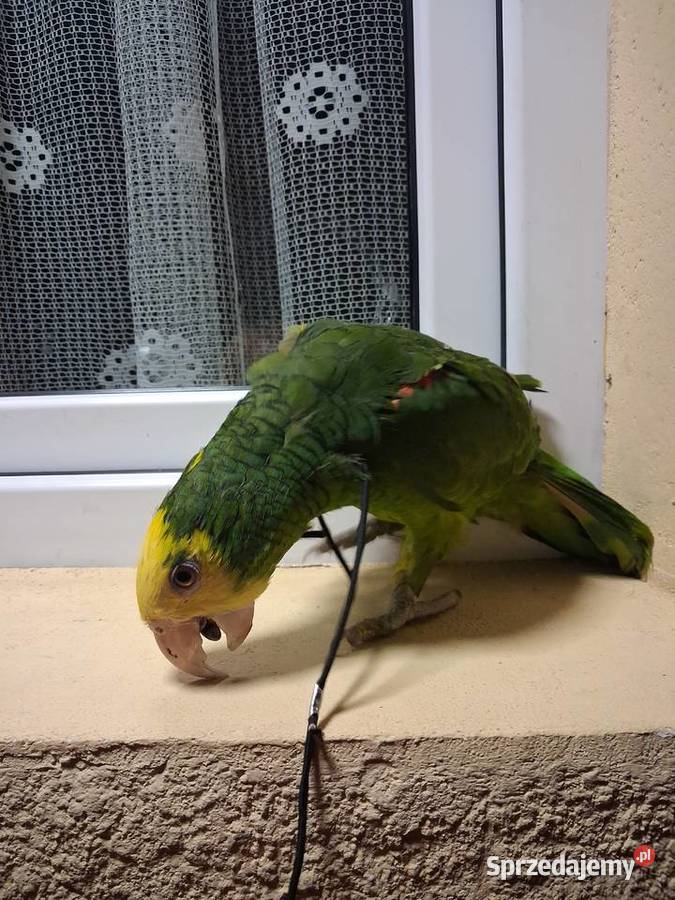 Amazonka żółtogardła