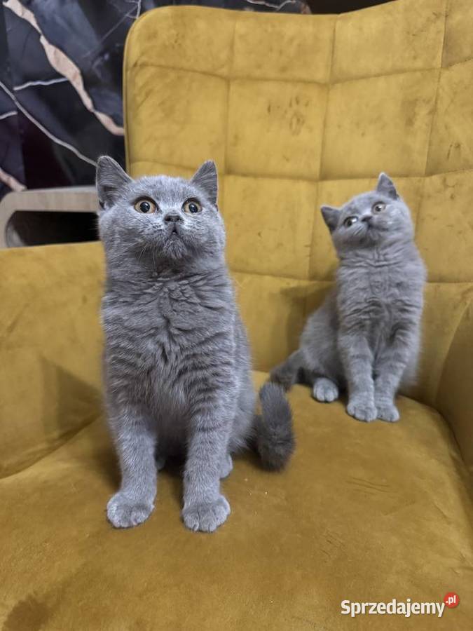 Kocur brytyjski Niebieski FPl