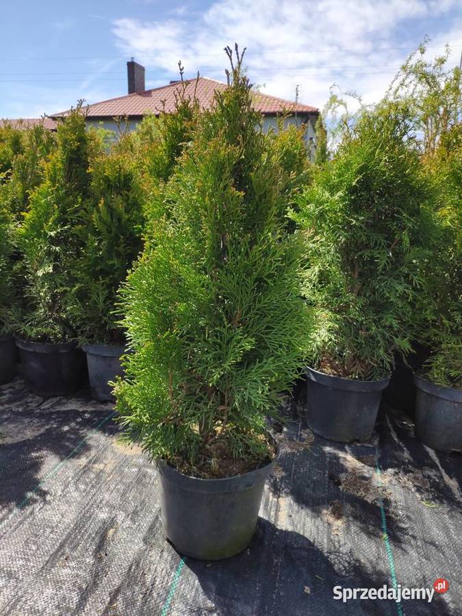 TUJA SZMARAGD 5070 PROMOCJA Thuja Smaragd Gaworzyce