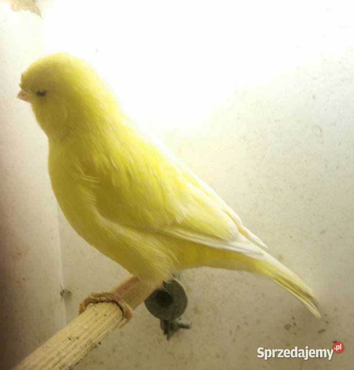 Kanarek Samiec Kanarki Samczyk Żółty Jarosław