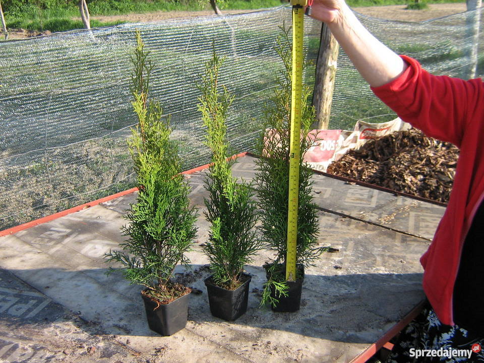 Tuja szmaragd 55zl Idealna na żywopłot Tuje 50 Bratwin