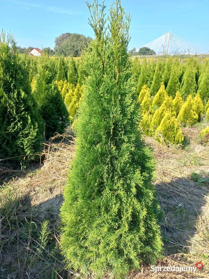 TujaTuje szmaragd 130 sadzenie transport Kraków