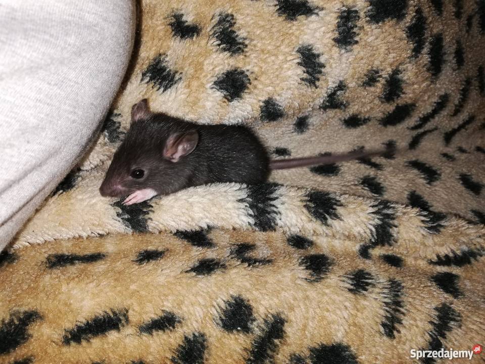 Szczury Szczurki Kielce