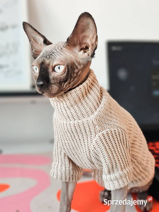 Kociak 5msc z rodowodem Maków Mazowiecki