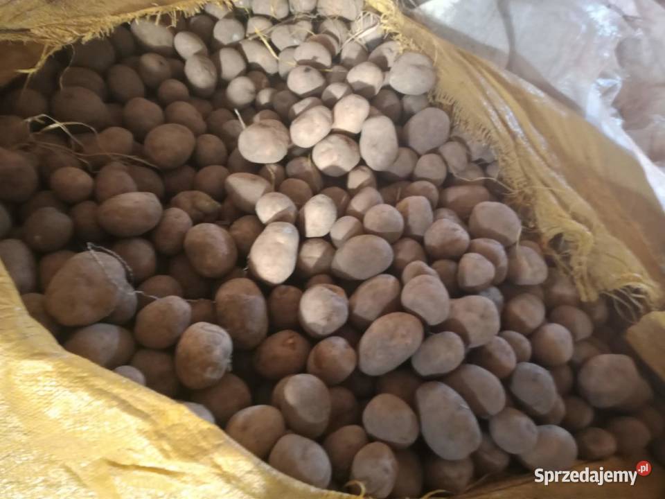 ziemniaki denar LILI soraya