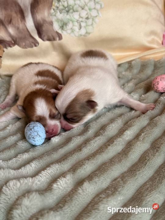 Szpic miniaturowypomeranian Zrębice sprzedam