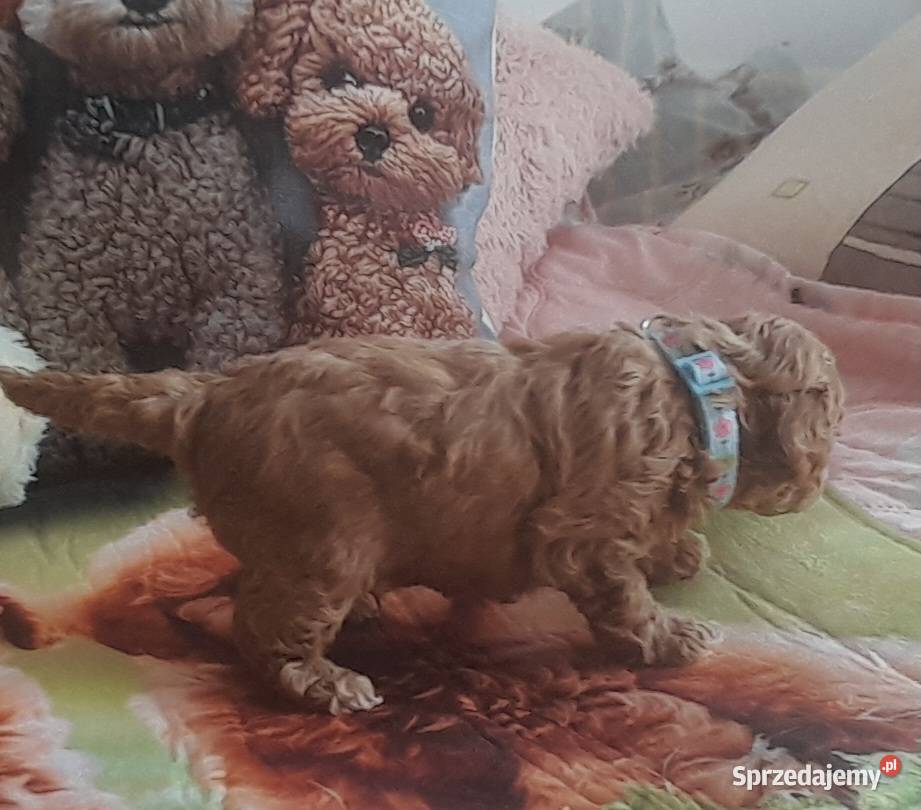 Pudelki TOYREDBADANIA GENETYCZNE odbiór 19 lipca Wejherowo sprzedam