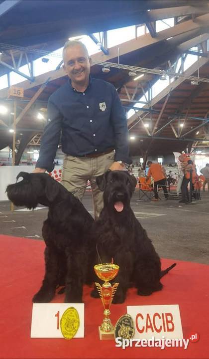 Sznaucer olbrzym piękna suczka FCI warmińsko-mazurskie Olsztyn