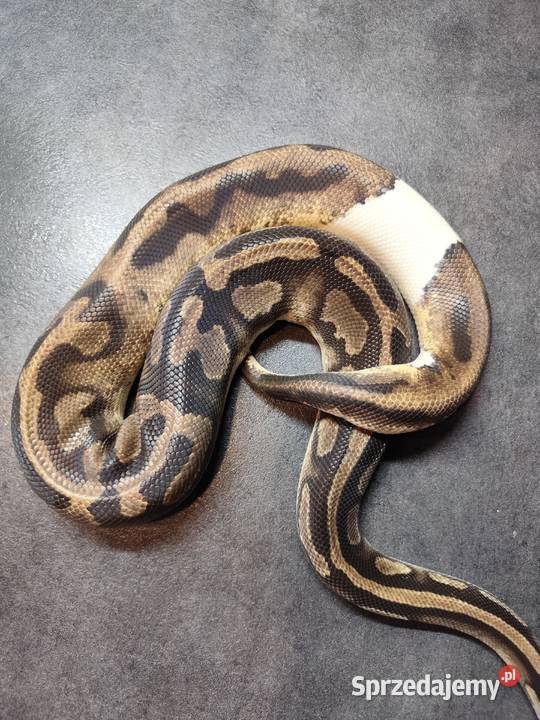 Pyton królewski samiec Piebald Pruszków
