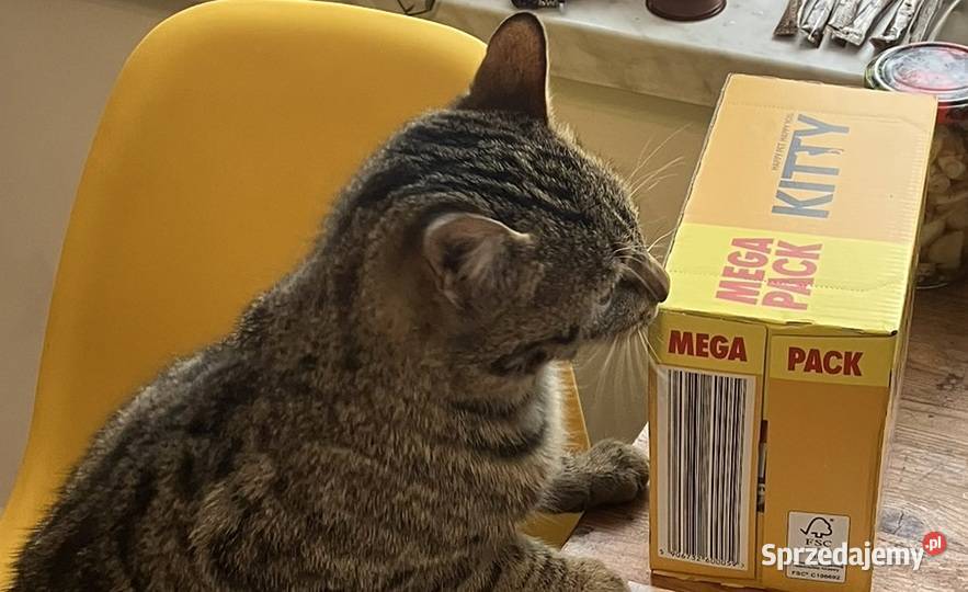 Mokra karma kota Kitty mix smaków mazowieckie Warszawa