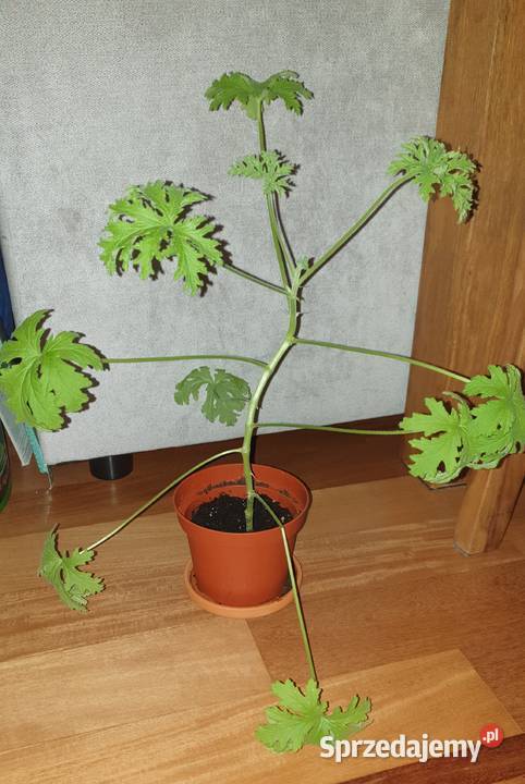 Geranium anginka Roślina zdrowotna duża