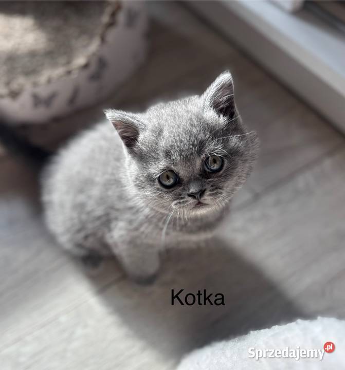 Koty Brytyjskie Czersk