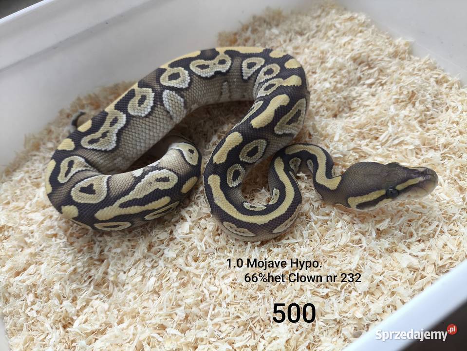 Pyton królewski samiec 232 wielkopolskie