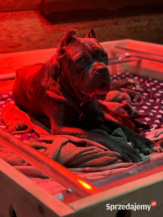 Cane Corso piękna czarna suczka ZKwPFCI Gdańsk sprzedam