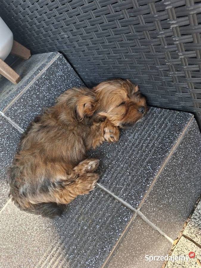 Yorkshire Terrier Chróścin