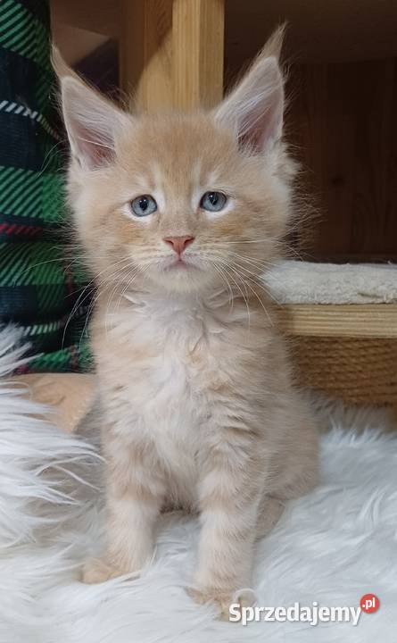 Maine Coon kocurek ds25 rodowód FPL Olkusz
